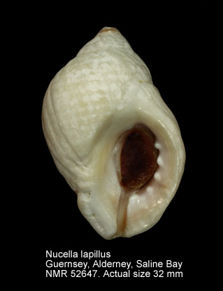 Nucella lapillus (5).jpg - Nucella lapillus (Linnaeus,1758)